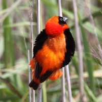 Southern Red Bishop